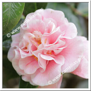 Camellia Japonica 'Lady Loch'