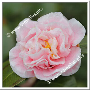 Camellia Japonica 'Lady Loch'