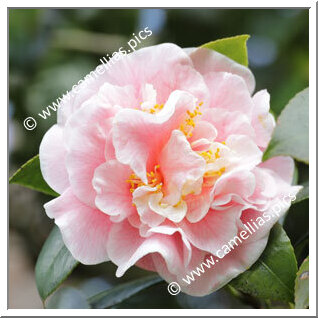 Camellia Japonica 'Lady Loch'