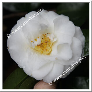 Camellia Japonica 'Lady Lucille'