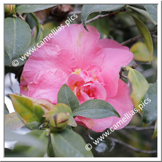 Camellia Japonica 'Lady Macon'