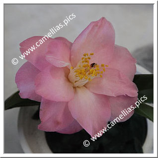 Camellia Japonica 'Lady Radcliffe'