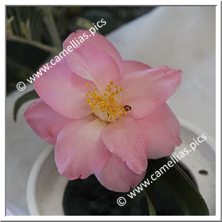 Camellia Japonica 'Lady Radcliffe'