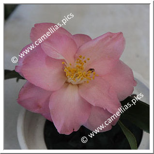 Camellia Japonica 'Lady Radcliffe'