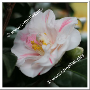 Camellia Japonica 'Lady Vansittart'