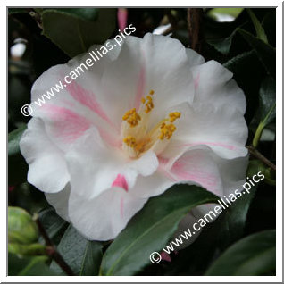 Camellia Japonica 'Lady Vansittart'