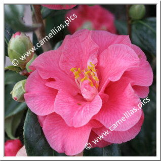 'Lady Vansittart Pink'