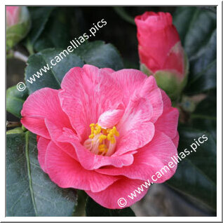 Camellia Japonica 'Lady Vansittart Pink'