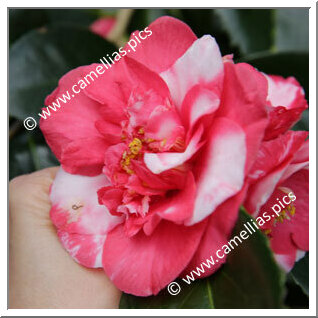 Camellia Japonica 'Lady Vere de Vere'