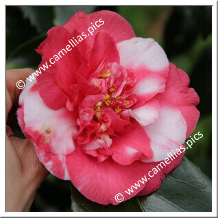 Camellia Japonica 'Lady Vere de Vere'