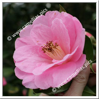 Camellia Hybrid C.x williamsii 'Lady's Maid'