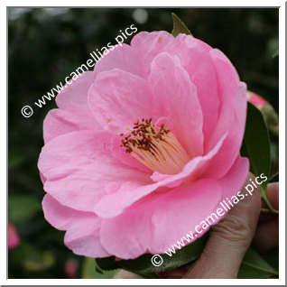 'Lady's Maid'