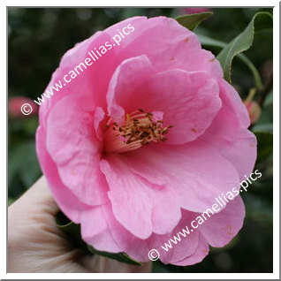 Camellia Hybrid C.x williamsii 'Lady's Maid'