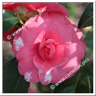 Camellia Japonica 'Lalla Rookh'