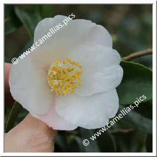 Camellia Hybrid 'Lammertsii'