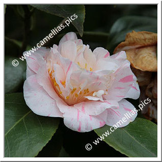 Camellia Japonica 'Général Lamoricière'