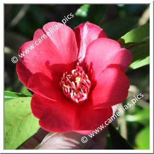 Camellia Japonica 'Lanarth'