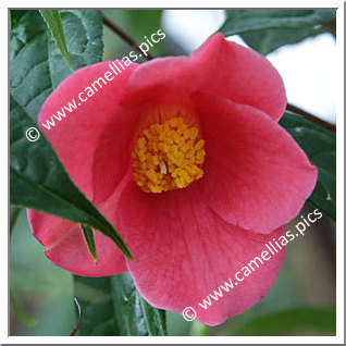 Camellia Species 'C. lapidea'