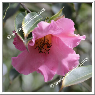 Camellia Botanique 'C. lapidea'