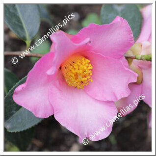 Camellia Botanique C. lapidea