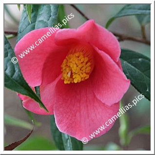 Camellia Botanique 'C. lapidea'