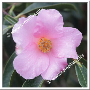 Camellia Botanique 'C. lapidea'