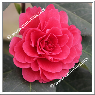 Camellia Hybrid C.reticulata  'Larry Piet'