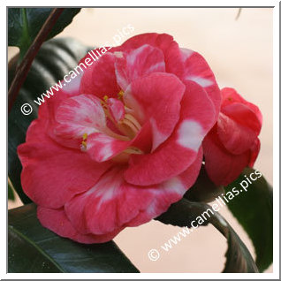 Camellia Japonica 'Latifolia Variegated'