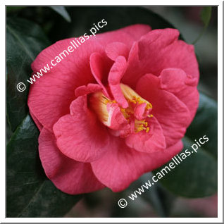 'Latifolia'