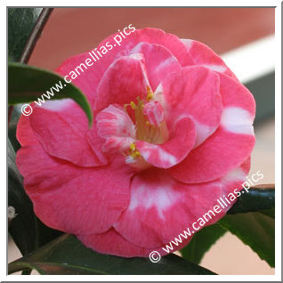 Camellia Japonica 'Latifolia Variegated'