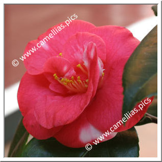 Camellia Japonica 'Latifolia Variegated'