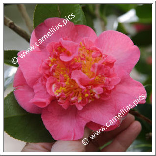 Camellia Hybride C.x williamsii 'Laura Boscawen'