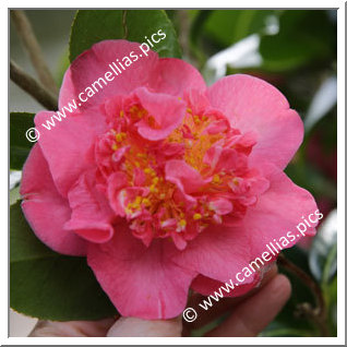 Camellia Hybride C.x williamsii 'Laura Boscawen'