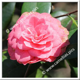 Camellia Japonica 'Laura Gatteschi'