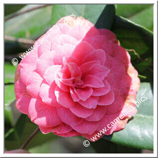 Camellia Japonica 'Laura Gatteschi'