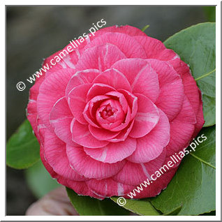 Camellia Japonica 'Laura Rondi'