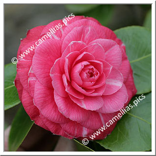 Camellia Japonica 'Laura Rondi'