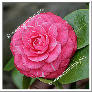 Camellia Japonica 'Laura Rondi'