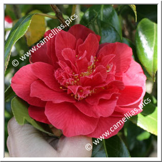 Camellia Japonica 'Laura Walker'