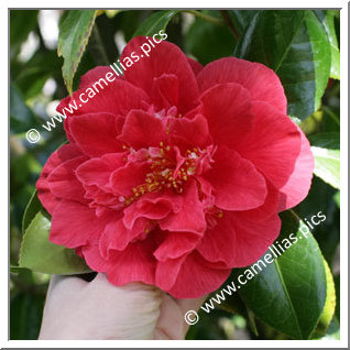 Camellia Japonica 'Laura Walker'