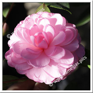 Camellia Hybrid C.x williamsii 'Lavender Swirl'