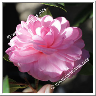 Camellia Hybrid C.x williamsii 'Lavender Swirl'