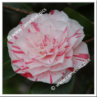 Camellia Japonica 'Lavinia Maggi'