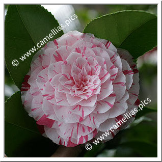 Camellia Japonica 'Lavinia Maggi'