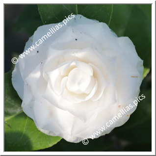 'Lavinia Maggi Alba'