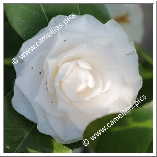 Camellia Japonica 'Lavinia Maggi Alba'