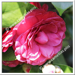 Camellia Japonica 'Lavinia Maggi Rosea'