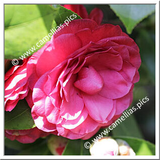 'Lavinia Maggi Rosea'