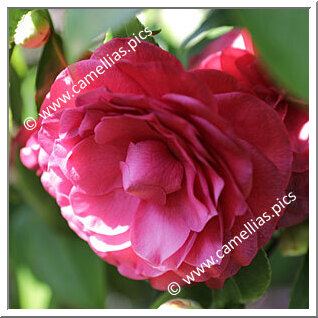 Camellia Japonica 'Lavinia Maggi Rosea'