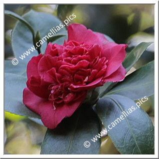 Camellia Japonica 'Lawrence Haines'